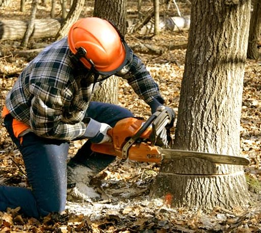 Tree Removal in Saint Francis, ME